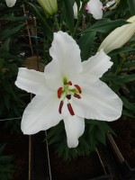 [5391 Signum TL VZ No01.JPG]